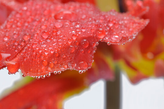 red parot tulip