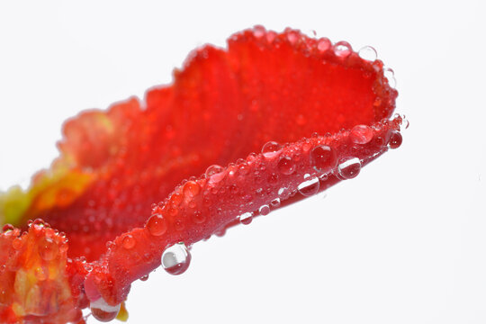red parot tulip