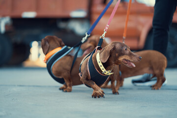 Perros dachshund paseando por la calle