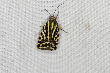Spotted sulphur (Emmelia trabealis), moth on curtain.