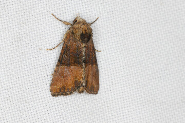 Owlet moth (Noctuidae). Insect on the window curtain.