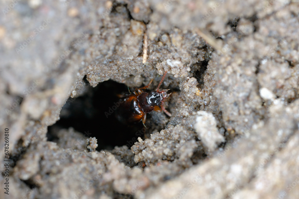 Wall mural Ground beetle (Carabidae) in a hole in the ground in a crop field. Beneficial insects.