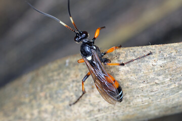 Parasitic Ichneumon wasp found in a crop field. Beneficial insects.