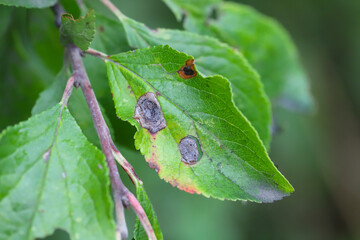 Symptom of fungal disease is hole spotting on plum leaves. disease of stone fruit crops of...