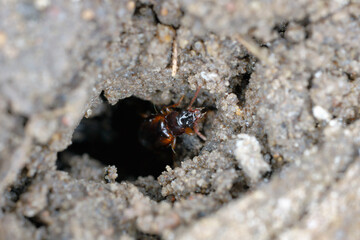 Ground beetle (Carabidae) in a hole in the ground in a crop field. Beneficial insects.