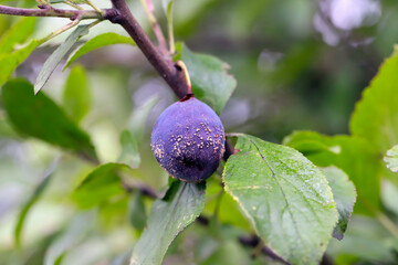 Moldy plums on tree, infected with fungal disease monilinia fructicola or brown rot. Blurred background.