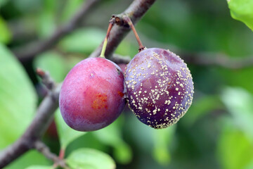 Moldy plums on tree, infected with fungal disease monilinia fructicola or brown rot. Blurred background.