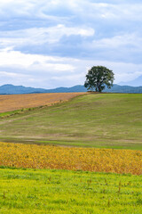 北海道　美瑛　上富良野　富良野　丘　農地　農業　木　クリスマスツリーの木