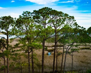 Scenic view of trees with green leaves in blue sky background in a rural area