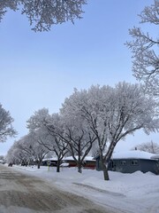 Beautiful shot of trees covered in frost on the side of a dirt road during winter