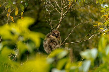 Three Toed Sloth Costa Rica
