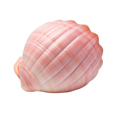 Obraz premium pink seashell on a transparent background.