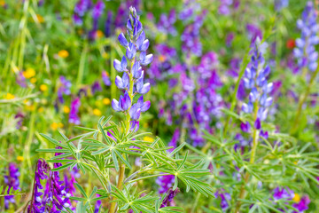Close up of a blue annual wild lupin lupinus angustifolius growing in a field spreading by seed capsule
