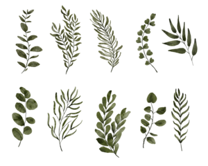 Set of watercolor green leaves elements isolated on white background suitable for Wedding Invitation, save the date, thank you, or greeting card.