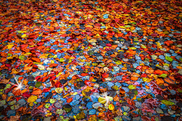 Obraz premium Colorful Autumn Leaves Concept