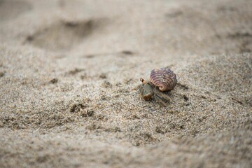 Macro shot of the Hermit crab on the sand