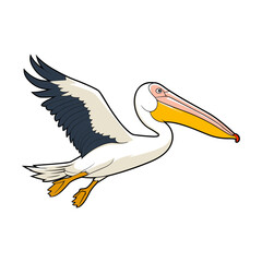 pelican bird