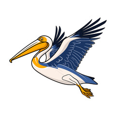 pelican bird