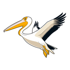 pelican bird