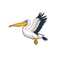 Fototapeta na wymiar pelican bird