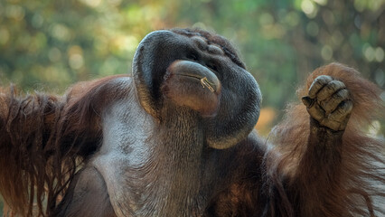 close up of a male bornean orangutan