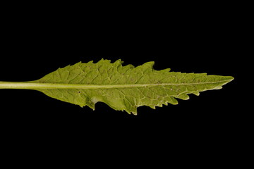 Horseradish (Armoracia rusticana). Cauline Leaf Closeup - obrazy, fototapety, plakaty