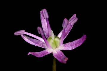 Ornamental Onion (Allium aflatunense). Flower Closeup