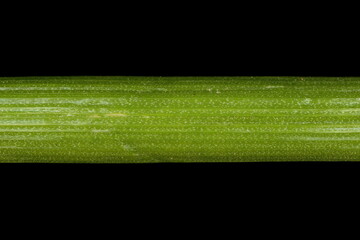 Drooping Star-of-Bethlehem (Ornithogalum nutans). Leaf Detail Closeup