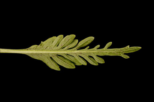 Horseradish (Armoracia rusticana). Cauline Leaf Closeup