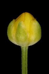 Creeping Buttercup (Ranunculus repens). Flower Bud Closeup