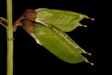 Bush Vetch (Vicia sepium). Immature infructescence Closeup