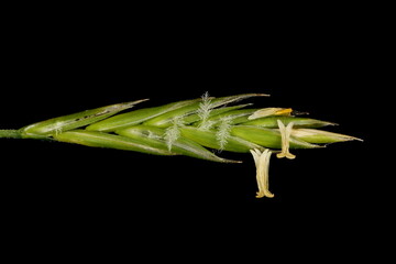 Meadow Fescue (Lolium pratense). Spikelet Closeup