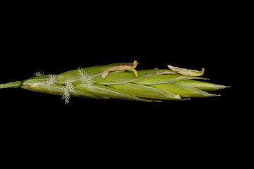 Meadow Fescue (Lolium pratense). Spikelet Closeup