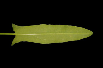 Sorrel (Rumex acetosa). Basal Leaf Closeup