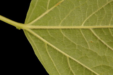 Guelder Rose (Viburnum opulus). Leaf Base Closeup