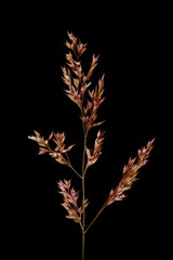 Black Bent (Agrostis gigantea). Inflorescence Apex Closeup
