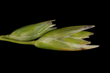 Heath Grass (Danthonia decumbens). Spikelets Closeup