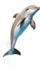Playful dolphin on white background