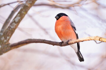 A bullfinch male sitting on the branch. Winter scene with a red finch.  Pyrrhula pyrrhula