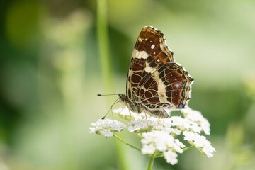 Map butterfly sitting on the white flower. Araschnia levana f. prorsa. Wildlife scene from nature.