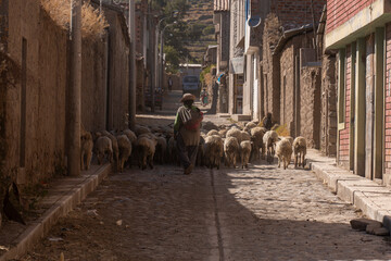 Bergère menant son troupeau dans un village