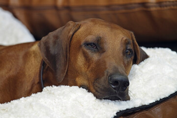 ridgeback dozing on his pillow