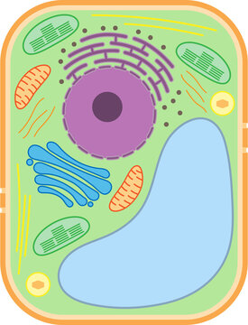Structure of a plant cell. Plant cell organelles.