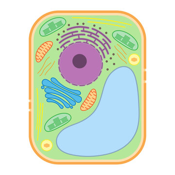 Structure of a plant cell. Plant cell organelles.