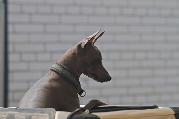 American Hairless Terrier in his box