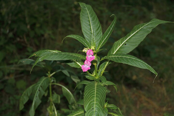 Himalayan Balsam seen up close
