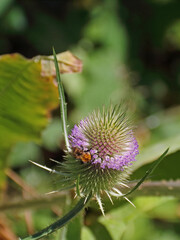 Flowerhead of common teasel with an insect