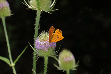 Kaisermantel on a teasel flower