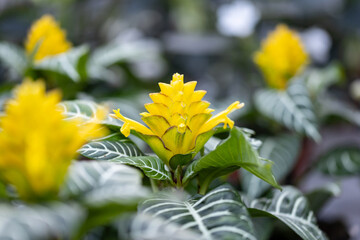 Aphelandra squarrosa flower. Close up on the flower of this plant (sometimes called zebra plant)....