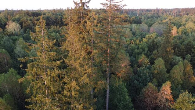 German forest aerial drone view of pine trees in summer. Forest used for logging industry. Ecosystem in Alpine forest near Munich